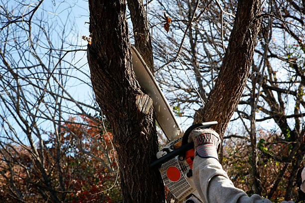 Best Arborist Consultation Services  in Birch Bay, WA